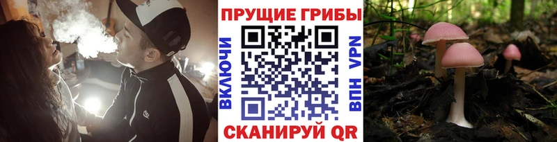 Галлюциногенные грибы Psilocybe как найти Апшеронск